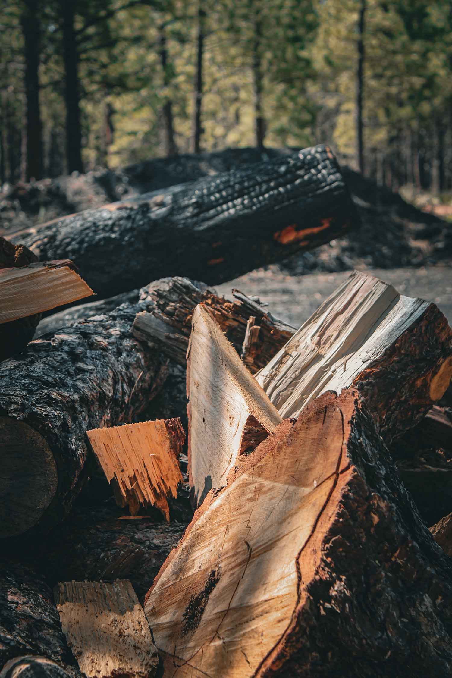 pile of wood