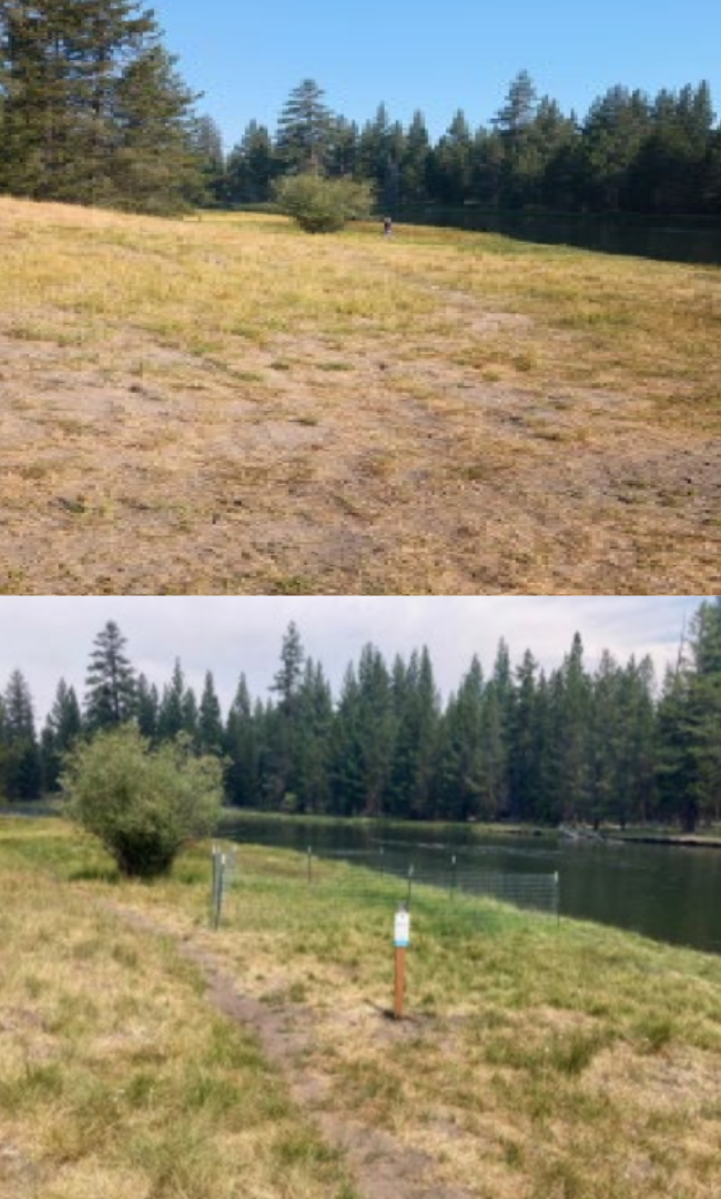 BigTree_BeforeAfter